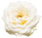Rose Plants, Floribunda 'Iceberg', 1 x Full Plant in 5L Pot, Floribunda Rose, Garden Roses, Flowers, White Roses, Garden Ready and Ready to Plant, Premium Quality Plants