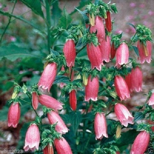 100 Samen Spotted Glockenblume Samen, Glocken Glockenblume (Campanula punctata f. Rubriflora)