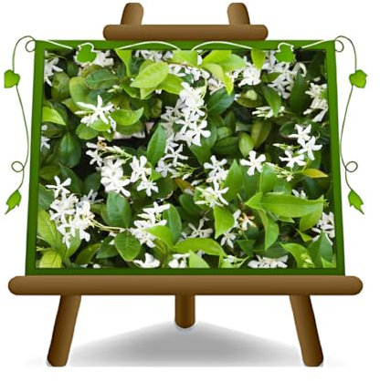 Jasmin Rhyncospermum Jasminoides Pflanzen Kriechpflanzen Auf Vase Ab 22 CM Höhe 180-190 CM