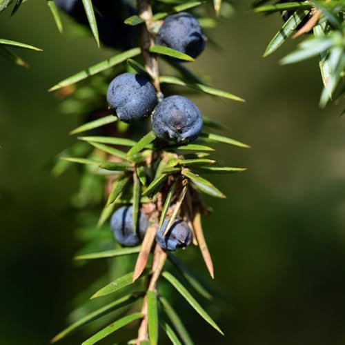 200 pcs Wacholder Pflanze Samen baum garten geschenke Juniperus communis bonsai baum winterharte kübelpflanzen baumsamen samen balkon deko blumendeko deko pflanze bäume garten winterhart