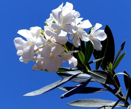 Pack de 3 Plantas natural Adelfa Nerium Oleander Blanca, En cepellón. 15-20 cm. Arbusto ornamental, con flores vistosas y muy resistentes. Segura Garden.