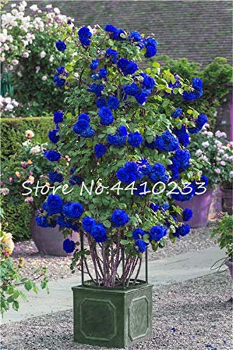Ponak nuevas 100 PC rosal trepador semillas de flores para jardinería azul 2