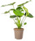 Monstera Deliciosa Tauerii - 70-80cm - Ø19cm - Pianta d'appartamento - Sempreverde
