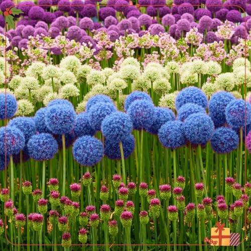 Allium in gemischten Farben, eine hochwertige Sorte winterharter Stauden mit seltenen Farben – eine eindrucksvolle Dekoration für die Gartenlandschaft.-8 stück