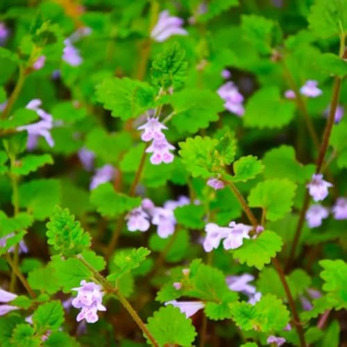 semillas de hiedra terrestre jardín silvestres rocas balcón 500pcs