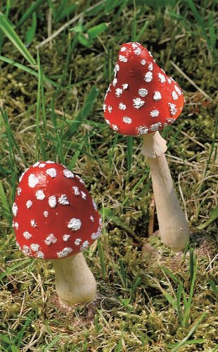 Fliegenpilz Pilz Herbst rot mit weißen Punkte, 2er Set, 1812-1287500