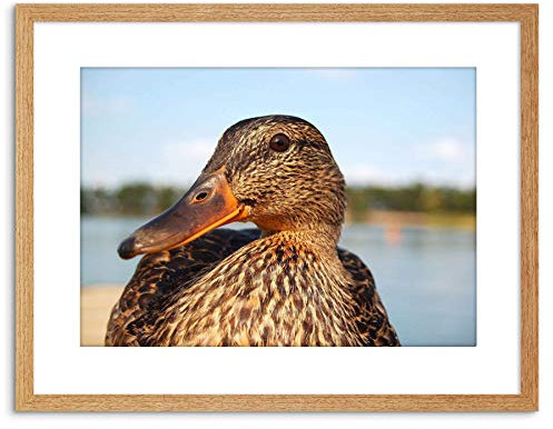 Wee Blue Coo PHOTO CLOSE UP OF DUCK MALLARD FRAMED PRINT F97X2998