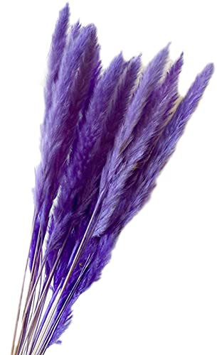 YIWOYI Getrocknetes, kleines Pampasgras, Phragmiten, natürliche helle Farbe, Hochzeitsblumenstrauß, natürlich getrocknete Grasblume (lila)
