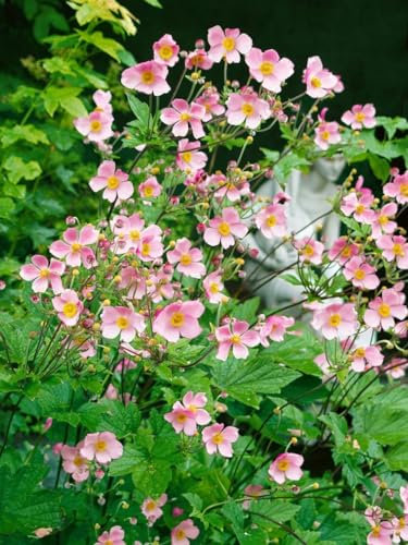 Anemone hupehensis 'Splendens' - Herbst-Anemone, rosa Blüten, Blütezeit August-Oktober, ideal für Rabatten, pflegeleicht und winterhart