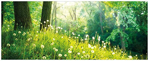 Wallario Glasbild Pusteblumen im Wald mit einfallenden Sonnenstrahlen - 32 x 80 cm Wandbilder Glas in Premium-Qualität: Brillante Farben, freischwebende Optik