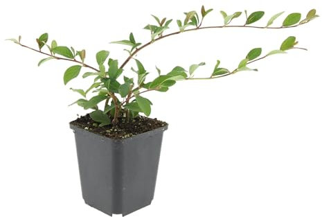 Trendyplants - Cotoneaster dammeri 'Major' - 40 Stück - Zwergmispel - Winterhart - Höhe 20-30 cm - Topfgröße Ø9cm