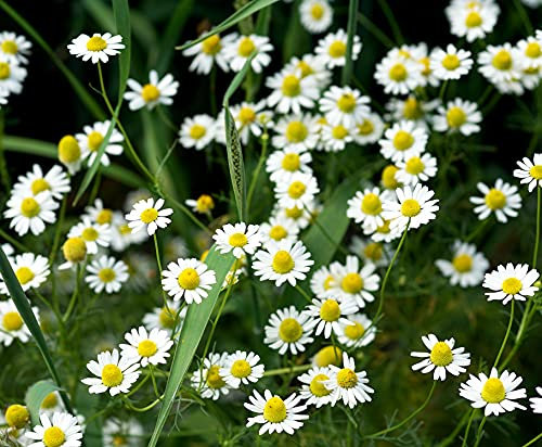 Echte Kamille - Matricaria recutita - Matricaria chamomilla – 10000 Samen