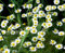Echte Kamille - Matricaria recutita - Matricaria chamomilla – 10000 Samen