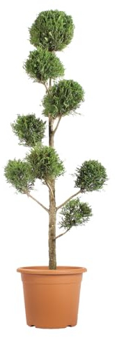 KENTIS - Leyland Pompon Zypresse - Cupressocyparis Leylandii - Immergrüne Outdoorpflanzen - Garten/Balkon - H 140/160 cm Vaso Ø 30 cm