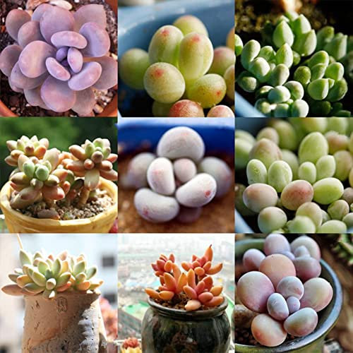 Saterkali Semi succulenti, 100 PZ Semi di piante succulente Mini semi di angiosperme speciali misti facili da coltivare per cortile Semi di piante grasse