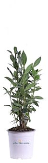 eGarde.store pianta vera di Alloro Pianta o Laurus Nobilis