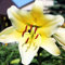 Lilienzwiebeln Baumlilie Riesenlilien Lilium Zwiebeln Onion Knollen Winterhart Frische mehrjährig duftenden Prachtblüten Hochgewachsene Lilie (Conca d'Or)