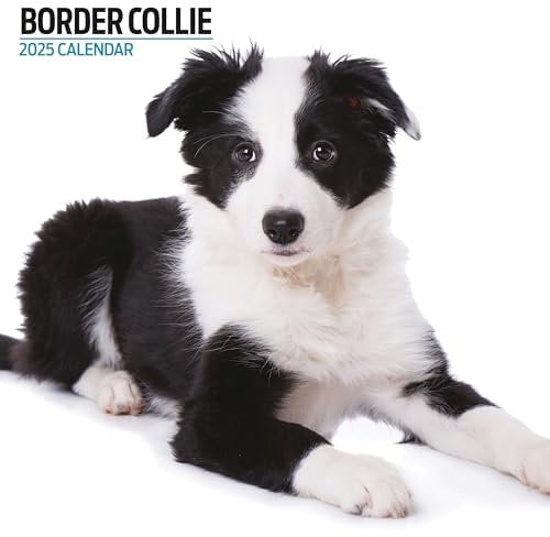 Border Collie Kalender 2025 Modern