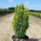 Cyprès de Lawson lawsoniana Ellwood's Gold
