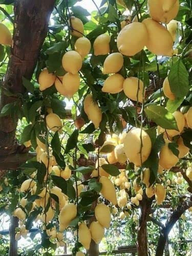 ALBERO DI LIMONE SFUSATO AMALFITANO FITOCELLA O VASO 18/20 CM