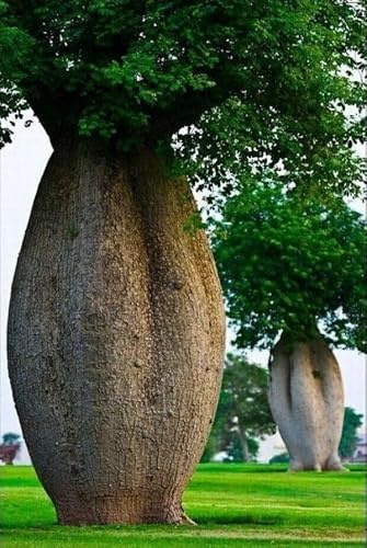 Pianta di Ceiba Speciosa, Albero Bottiglia, Bottle tree. H140cm, vaso 18 (Chorisia speciosa), tronco senza spine.