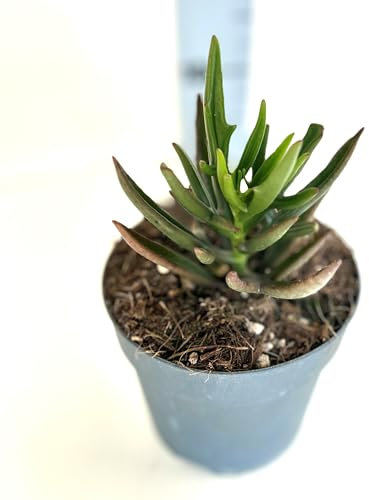 Kalanchoe kewensis - Piante Grasse vere da interno ed esterno, Piante Succulente vera da esterno e interno, grandi. In vaso 13 - Kalanchoe pianta grassa pianta vera