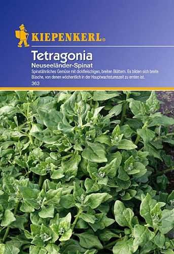 Spinat Tetragonia - Neuseeländer Spinat