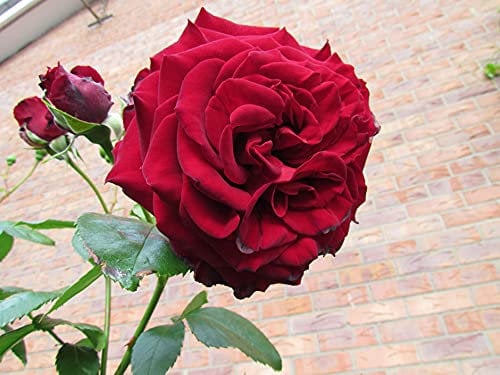 Crimson Cascade - 5.5lt Potted Climbing Garden Rose - Deep Red, Repeat Flowering Blooms