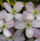 Berg Waldrebe Rubens 40-60cm - Clematis montana