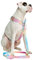 Spark Paws Großes Hundegeschirr ohne Zug, Halterdesign mit Frontclip, Robust und Strapazierfähig für Große und Starke Rassen - Pastel Icing, M