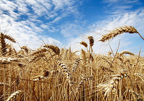 wandmotiv24 Fototapete Kornfeld, blauer Himmel, 200 x 140cm - selbstklebende Strukturtapete, Wanddeko, Wandbild, Wandtapete, Wolken, Natur, Pflanzen M0009