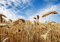 wandmotiv24 Fototapete Kornfeld, blauer Himmel, 200 x 140cm - selbstklebende Strukturtapete, Wanddeko, Wandbild, Wandtapete, Wolken, Natur, Pflanzen M0009