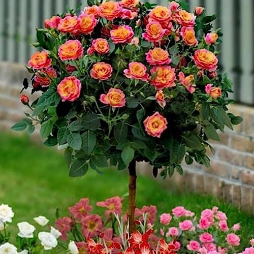 50 Unids Fragante Rosa Árbol Semillas Flor Plantación En Maceta Bonsai Jardín Yarda Decoración Flor Fruta Árbol Vegetal Semillas Semillas de rosal 50 pcs