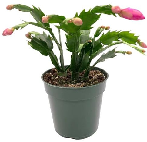 Cactus de Pasqua Natural Planta Navideña Fácil de Cuidar