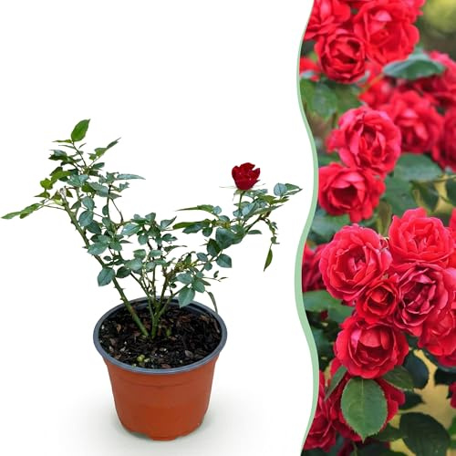 Rose de jardin - Rosa Rote The Fairy - Rose - Rustique - Rouge - 20-30cm - Ø12cm - Plante de jardin