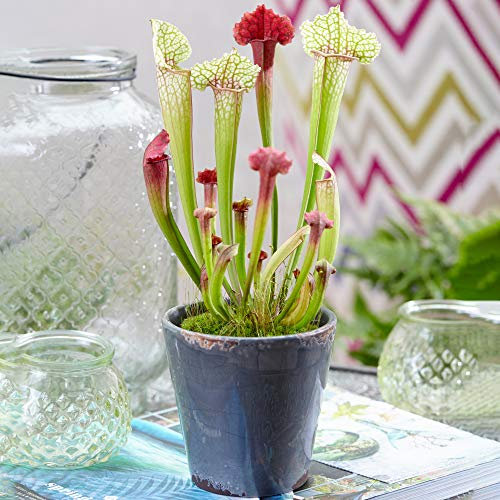 1 x Sarracenia Smoorii | Premium Indoor Potted Fly Trap Plant | 20-30cm with Pot