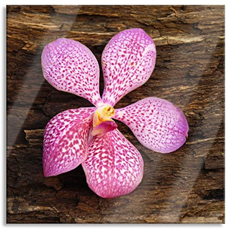 Pixxprint Glasbild, Wandbild auf Echtglas, Orchidee Blüte auf Rinde, 40x40 cm, inkl. Aufhängung und Abstandshalter