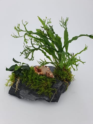 SAHAWA Garnelenbäumchen Schieferlandschaft ca. 15x10 cm mit Muschel und echtem Farn, Anubias und Moos bepflanzt - Aquarium Deko Handmade
