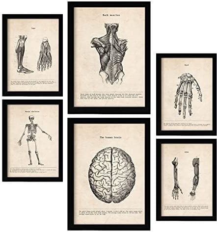 Nacnic Gliedmaßen und Gehirn Postern. Medizinische Illustrationen im Vintage Stil von Anatomie, Körperteilen, Knochen und Muskeln. Innenarchitektur und Dekoration. A4 & A3.