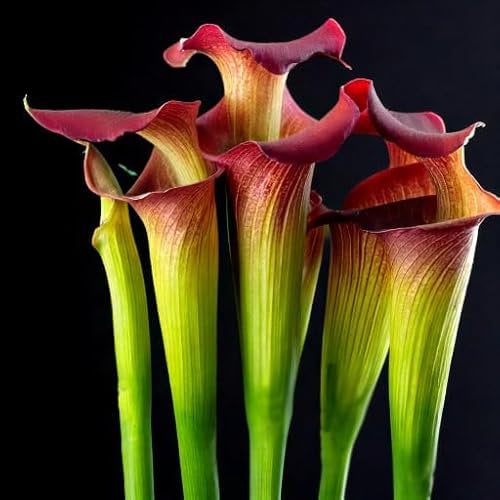 Sarracenia Flava Rare Species Carnivorous House Plant Seeds - 7 Seeds