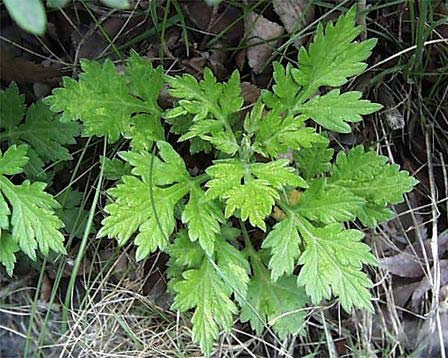 Japanischer Beifuß Seeds Yomogi - Artemisia Princeps 2000 Heirloomsamen