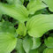 Blumixx Stauden Hosta Plantaginea-Hybr. 'Royal Standard' - Funkie weiß