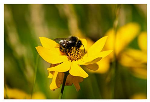 artboxONE Poster 30x20 cm Natur Hummel auf gelber Blume hochwertiger Design Kunstdruck - Bild Hummel Blume Bumblebee