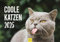 Edition Seidel Premium Kalender Coole Katzen 2025 Format DIN A3 Wandkalender Katzenkalender Tiere Katzen Katzenkinder Kitten lustige Sprüche