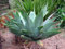 Agave attenuata - La coda di volpe Agave - 5 Semi:SEEDS