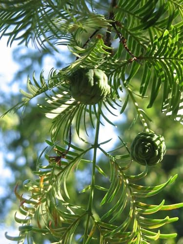 Urweltmammutbaum Metasequoia glyptostroboides Pflanze 45-50cm Mammutbaum Rarität