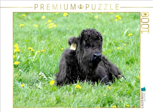 CALVENDO Puzzle Das kleine Schottische Hochlandrind genießt die Sonnenstrahlen. | 1000 Teile Lege-Größe 64 x 48 cm Foto-Puzzle für glückliche Stunden