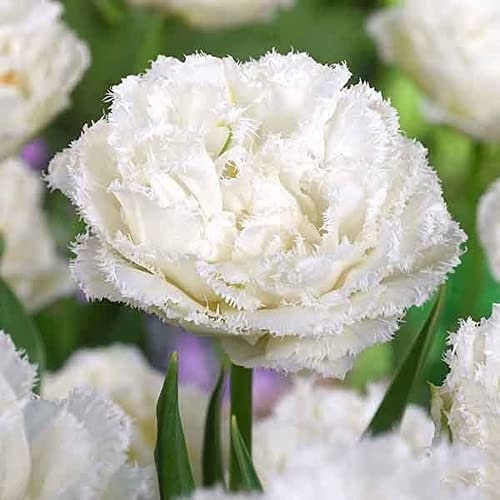 CHTING 5 Stück Weiß Plissee Tulpenzwiebeln Exquisite Schnittblumen Unverzichtbare Bürodekorationen Bringen Freude An Die Menschen Bei Der Arbeit