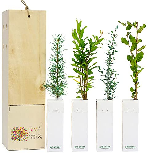 Arbolito de regalo – Pack 3 Uds en Caja de Madera Personalizada con la Imagen o Texto que Quieras – Amplia variedad de Especies – Promociones Publicitarias, Eventos, Bodas - Regala Vida
