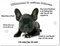 Merchandise for Fans Blechschild/Warnschild/Fun Türschild - Willkommen in Meinem Zuhause - Motiv: Französische Bulldogge Welpe schwarz - 08 - (20x30cm)